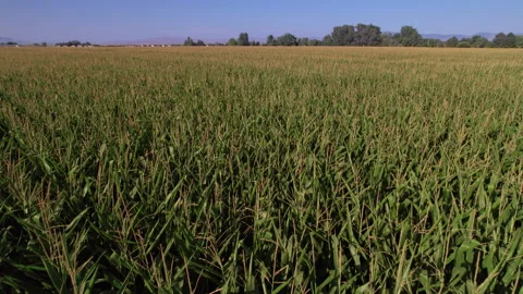 Idaho Corn Field Stock Footage 207914123