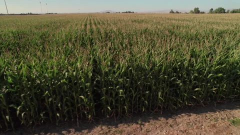 Idaho Corn Field Stock Footage 207915313