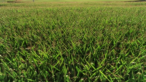 Idaho Corn Field 스톡 동영상 208220148