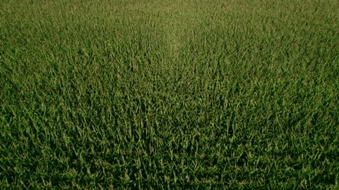 Idaho Corn Field Stock Footage 208220312