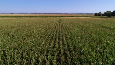 Idaho Corn Field Stock Footage 208220319