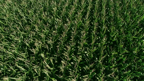 Idaho Corn Field Stock Footage 208220371