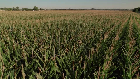 Idaho Corn Field 스톡 동영상 208220472
