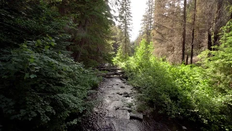 Idaho Mountain Stream Stock Footage 83256527