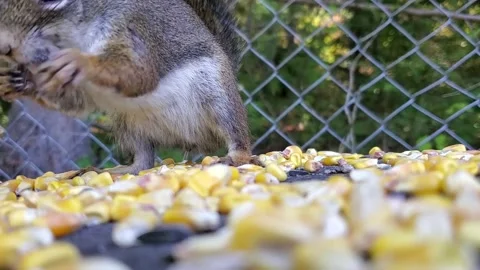 Idaho Red Squirrel Stock Footage 160233567