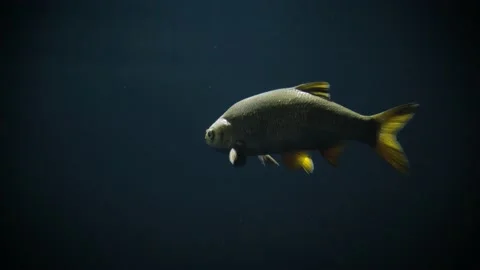 Ide (Leuciscus idus) Stock Footage 178583008