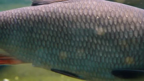 Ide (Leuciscus idus) Stock Footage 181676656