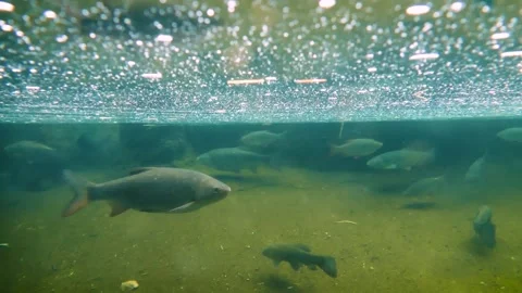 Ide (Leuciscus idus) Video stock 181677105