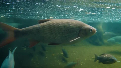 Ide (Leuciscus idus) Stock Footage 181679105