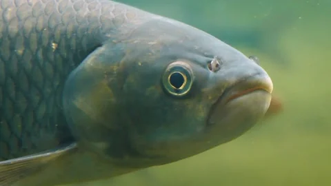 Ide (Leuciscus idus) Stock Footage 181679681