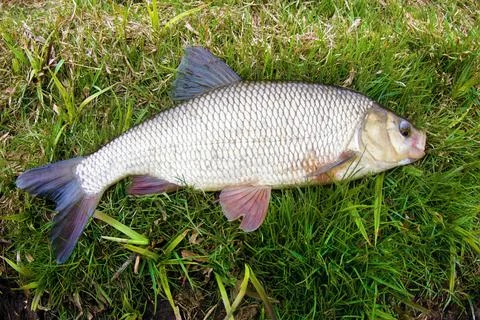 Ide, Nerfling Stock-Fotos