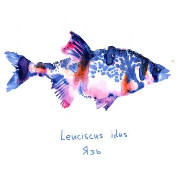 Ide river fish. Big fish. Watercolor illustration. Stock Illustration
