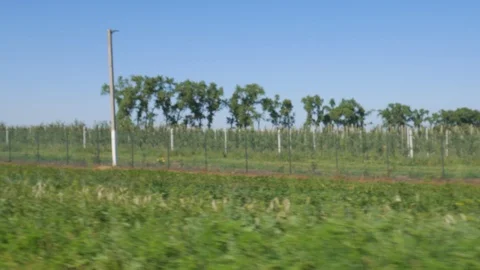 Ide view of car trees and fields in motion with blur for background Stock Footage 119889471