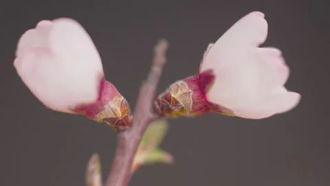 Idea for an interactive greeting card. A pink bud of a wild almond opens up Stock Footage 163969247