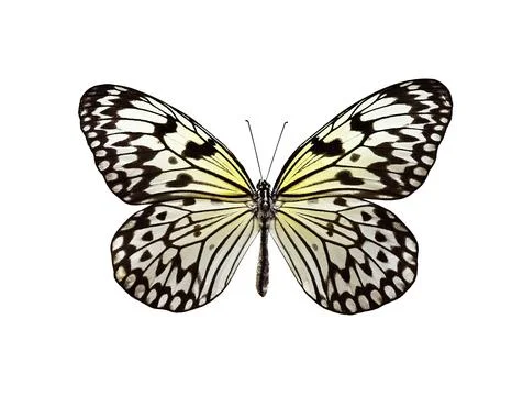 Idea leoconone butterfly Stock Photos