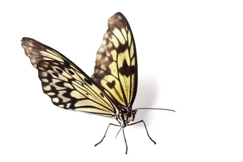 Idea leuconoe isolated Stock Photos