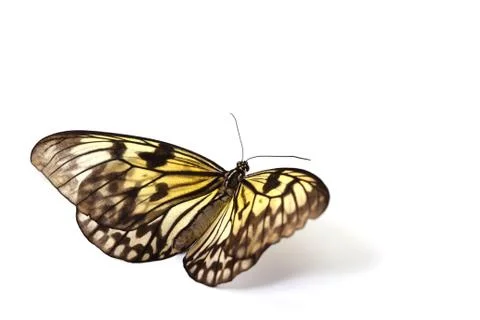 Idea leuconoe isolated 写真素材