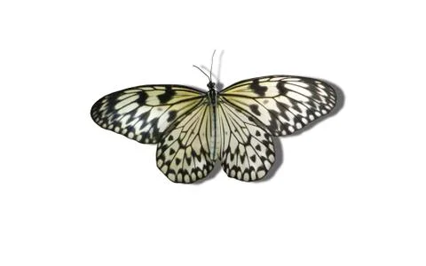 Idea leuconoe Stock Photos