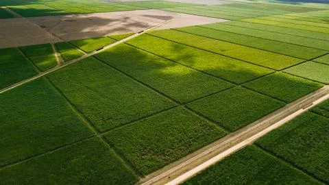 Ideal flat fields. Green and lines. Road Stock Photos