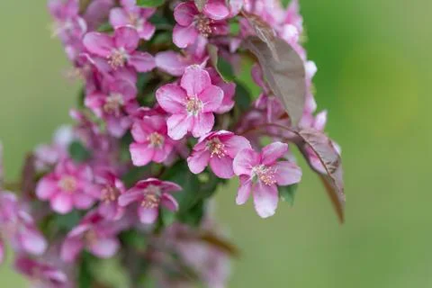 Ideal floral cluster for patterns and decorative wallpapers design. Design fe Stock Photos