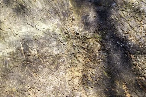Ideal round cut down tree with annual rings and cracks. Wooden texture. 库存照片