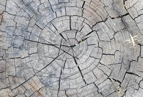 Ideal round cut down tree with annual rings and cracks. Wooden texture. Stock Photos