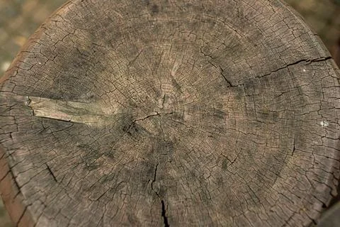 Ideal round cut down tree with annual rings and cracks. Wooden texture. Foto stock