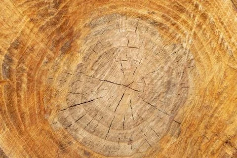 Ideal round cut down tree with annual rings and cracks. Wooden texture Stock-Fotos
