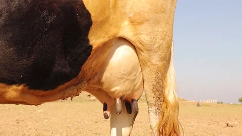 Ideal udder structure of a Holstein dairy cow captured in close-up view Stock Footage 312726009