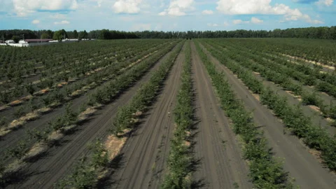 Ideally even rows of young and well-groomed trees. Aerial shot. 4K. Stock Footage 93173800