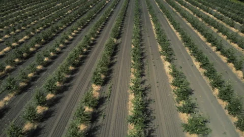 Ideally even rows of young and well-groomed trees. Organic farm. Aerial shot. 4K Stock Footage 93174117
