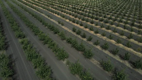 Ideally even rows of young and well-groomed trees. Geometry of modern farmers Stock Footage 93174501