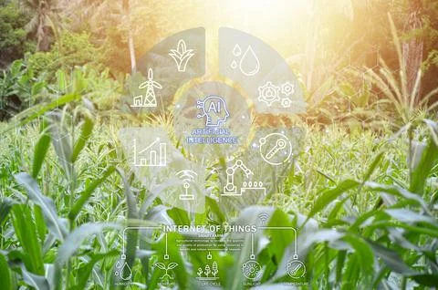 Ideas for using AI systems in conjunction with agriculture to increase prod.. Stock Photos