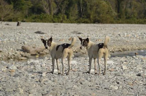 Identical dogs 스톡 사진