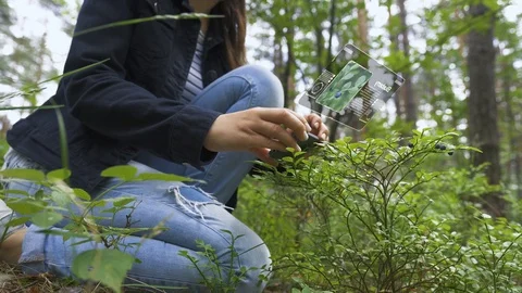 Identification of berry species using a mobile device. Stock Footage 111509243