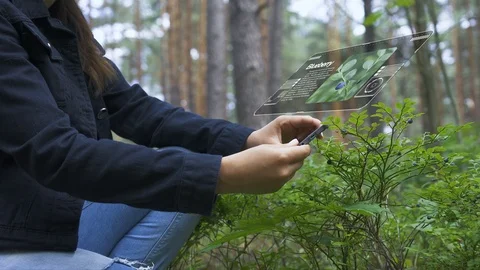 Identification of berry species using a mobile device. Stock Footage 111509307