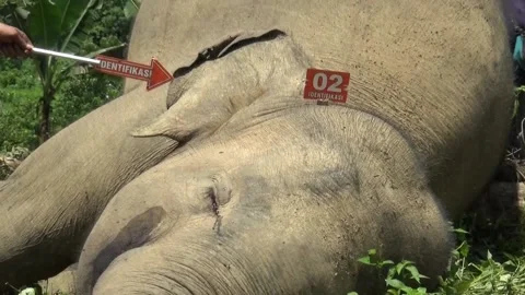 Identification of the cause of death of the Sumatran Elephant Stock Footage 134350917