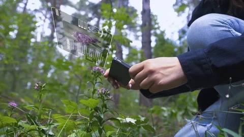 Identification of flower species using a mobile device. Stock Footage 111509287