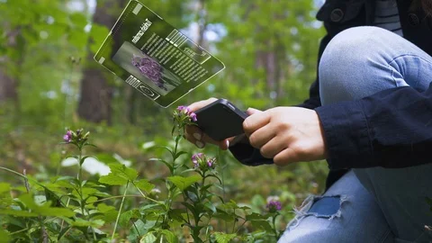 Identification of plant species using a mobile device. Stock Footage 111509391