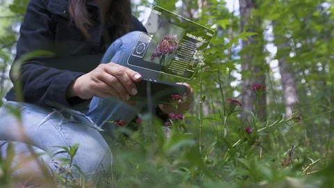 Identification of plant species using a mobile device. Stock Footage 111509514