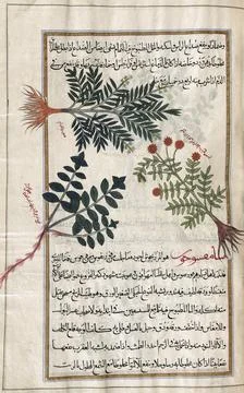 Identified in book as three types of thyme.  After an illustration by Mirza Baqi Foto stock
