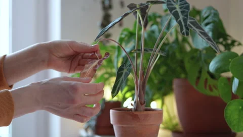 Identifying and treating diseases of indoor plants. Women hands inspect wilted Stock Footage 267332989