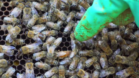 Identifying the queen bee in the hive Stock Footage 152410429