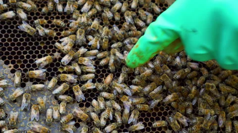 Identifying the queen bee in the hive Stock Footage 333926381