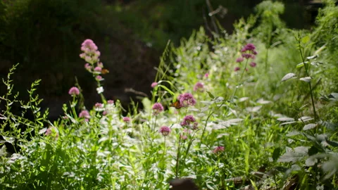 Idilic Orange Butterfly resting in Native Wildflower, Australia, Mt Lofty Ranges Stock Footage 236353841