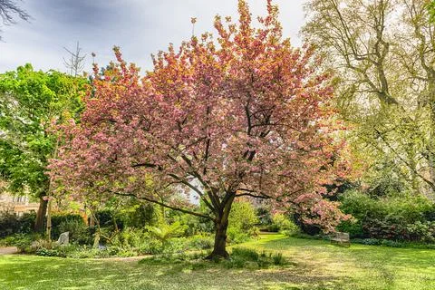 Idillic cherry blossom tree in bloom, London, England, UK Foto stock