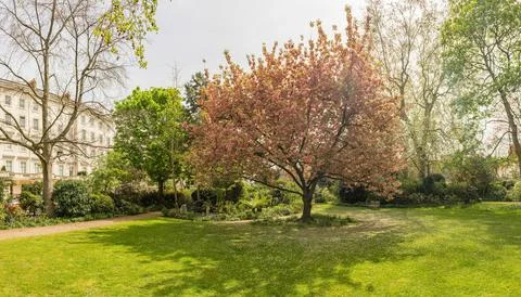 Idillic cherry blossom tree in bloom, London, England, UK Foto stock