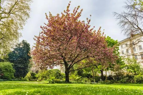 Idillic cherry blossom tree in bloom, London, England, UK Stock Photos