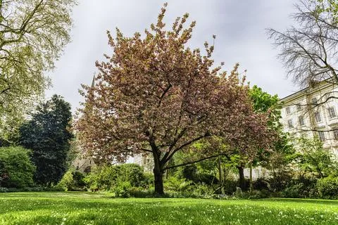 Idillic cherry blossom tree in bloom, London, England, UK Stock Photos