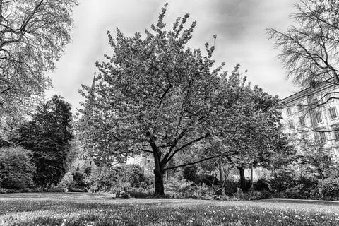 Idillic cherry blossom tree in bloom, London, England, UK Stock Photos